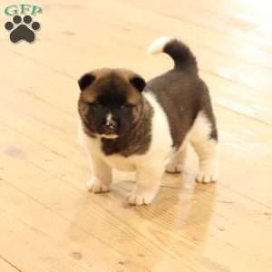 Carol, Akita Puppy